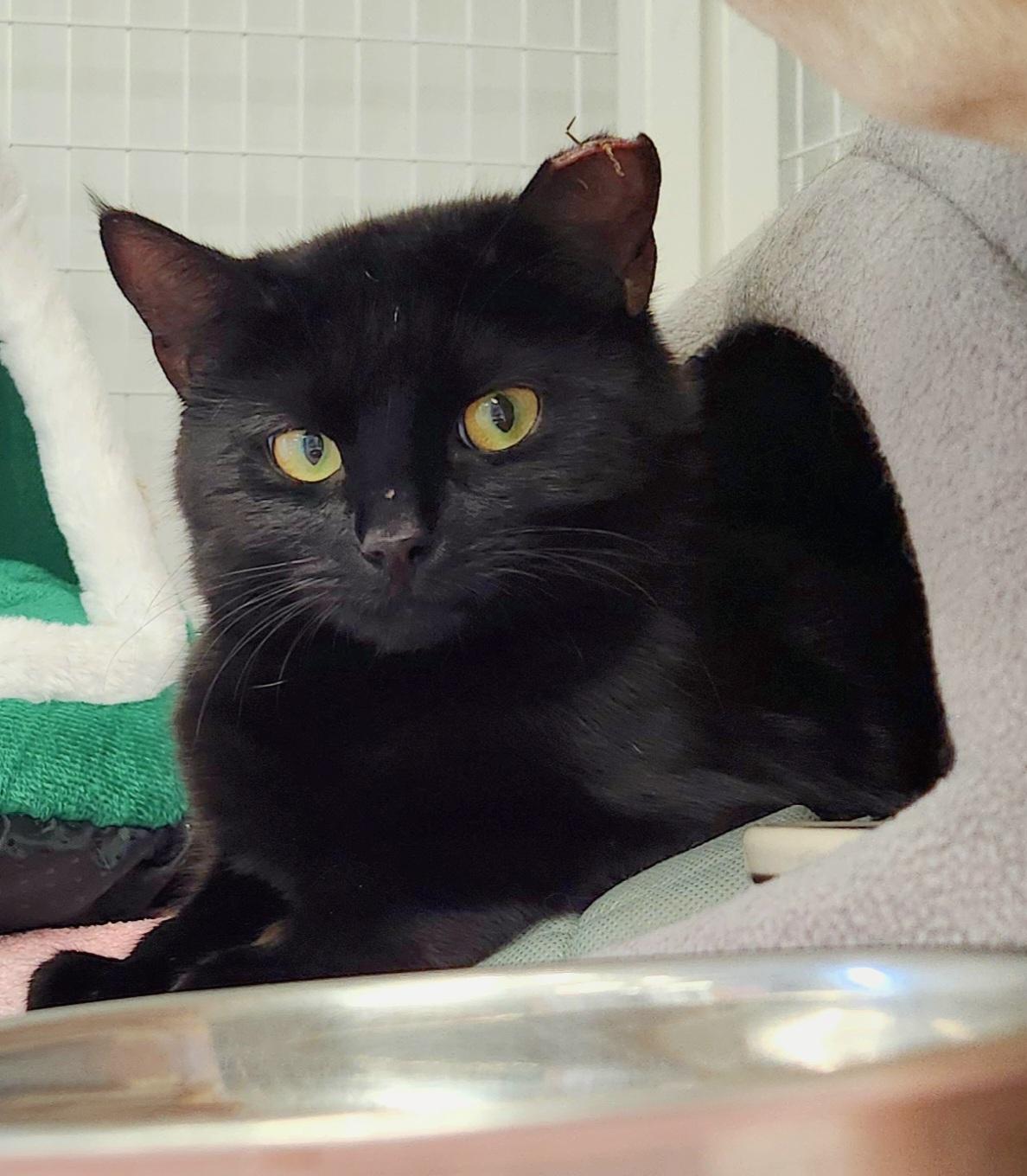 Enlarge Sutton & Sienna, a ADOPTABLE Domestic Short Hair in Medfield, MA image 5/5