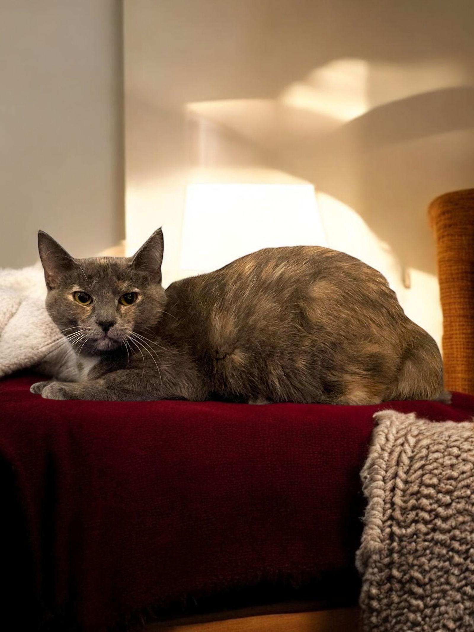 Tatum, Adopted, Young Female Domestic Short Hair.