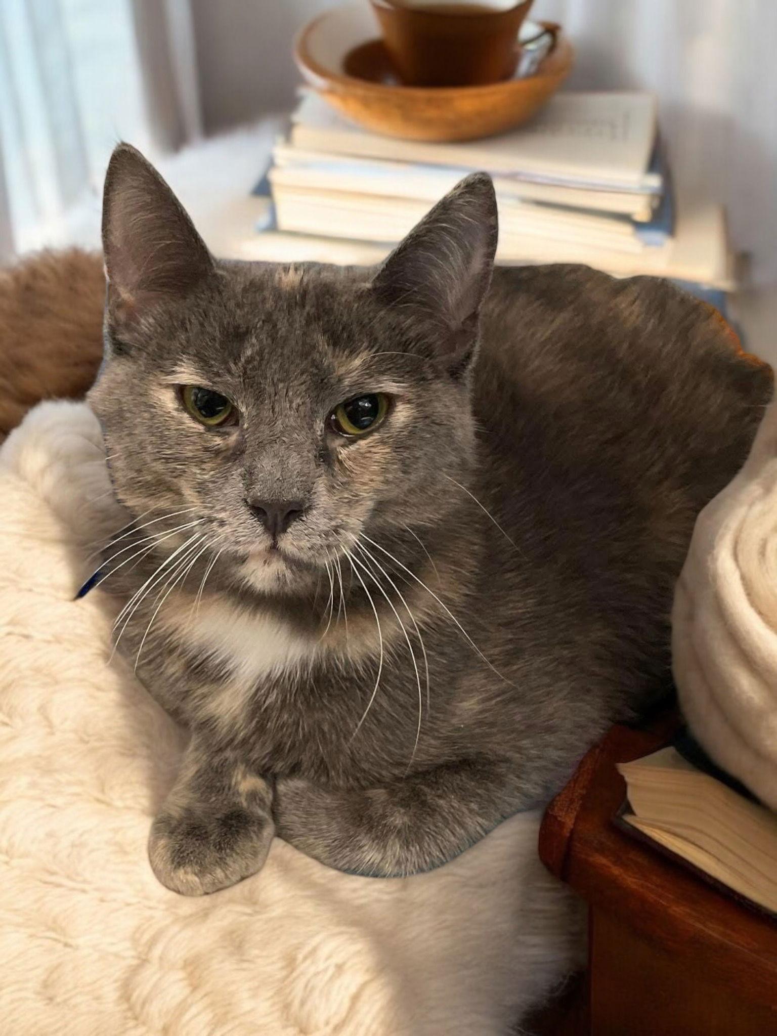 Enlarge Tatum, a Adopted Domestic Short Hair in Champaign, IL image 2/2