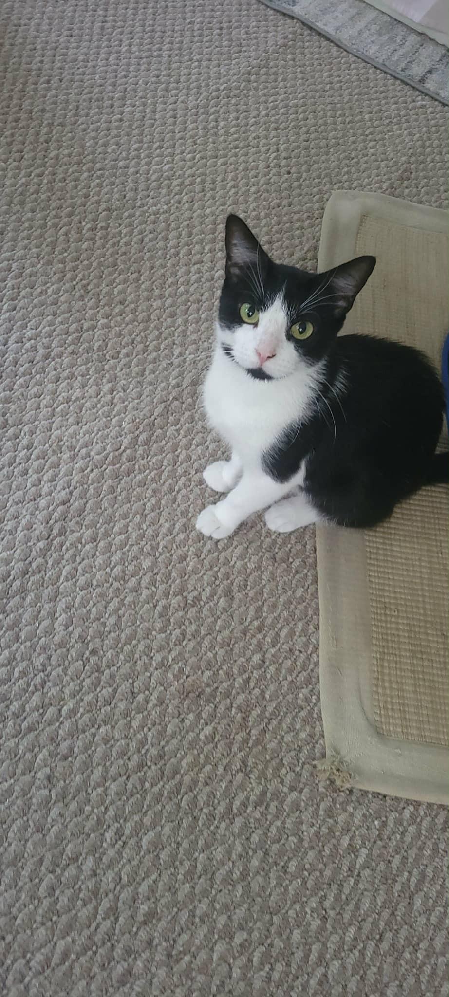 Enlarge Pearl, a ADOPTABLE Domestic Short Hair in Crown Point, IN image 4/4