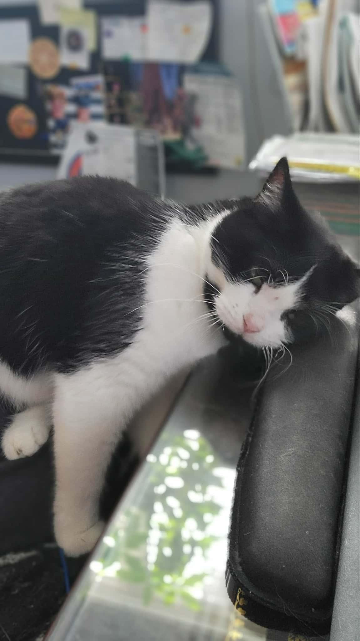 Enlarge Pearl, a ADOPTABLE Domestic Short Hair in Crown Point, IN image 2/4