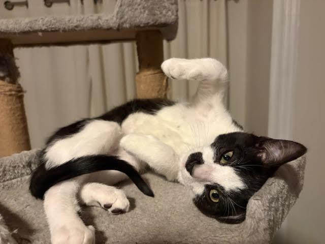 Gumdrop & Twinkle, an adopted Domestic Short Hair in Buffalo, NY image 6/6