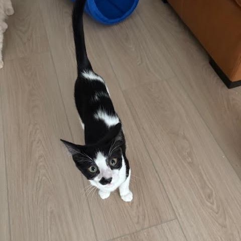 Gumdrop & Twinkle, an adopted Domestic Short Hair in Buffalo, NY image 2/6