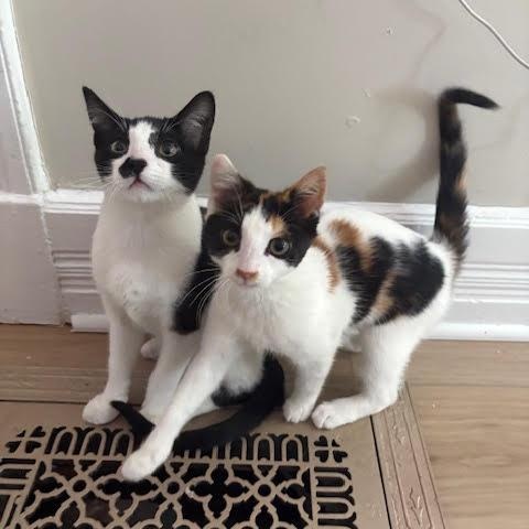 Gumdrop & Twinkle, an adopted Domestic Short Hair in Buffalo, NY image 4/6