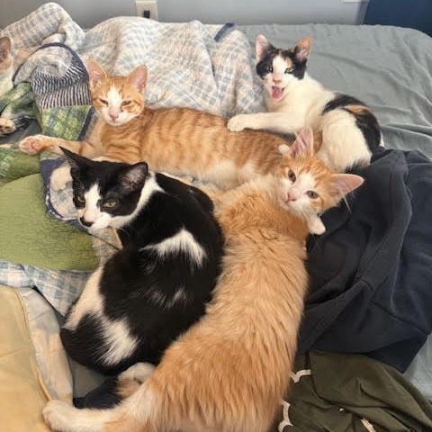 Gumdrop & Twinkle, an adopted Domestic Short Hair in Buffalo, NY image 5/6