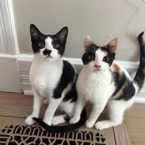 Gumdrop & Twinkle, an adopted Domestic Short Hair in Buffalo, NY image 1/6