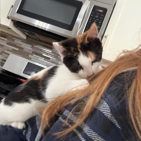 Gumdrop & Twinkle, an adopted Domestic Short Hair in Buffalo, NY image 3/6