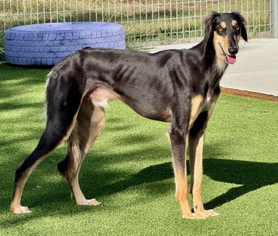 Roman-Royal dog of Egypt, an adoptable Saluki in Austin, TX, 78759 | Photo Image 1