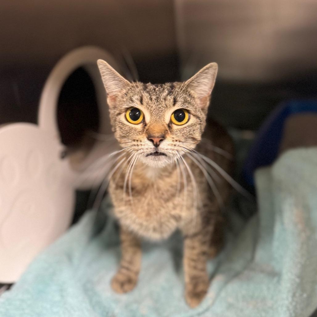 Enlarge Ambrosia, a Adoptable Domestic Short Hair in York, PA image 1/4