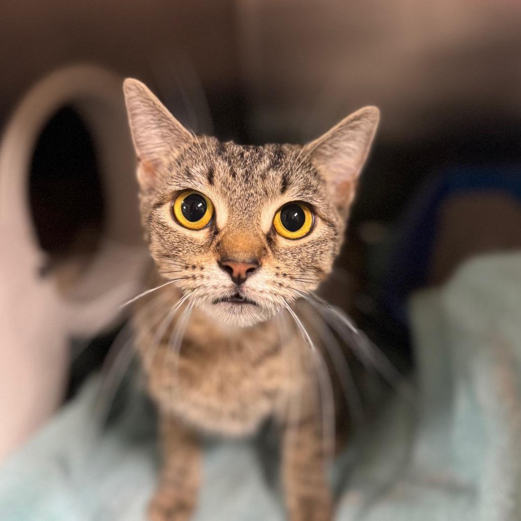 Enlarge Ambrosia, a Adoptable Domestic Short Hair in York, PA image 3/4