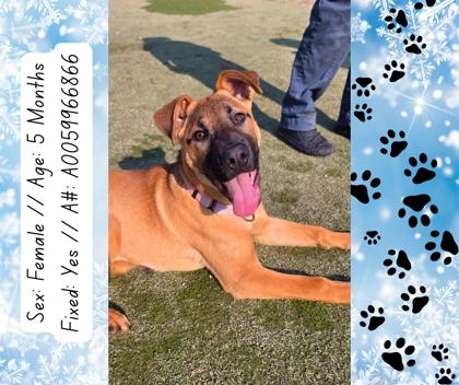 Eleanor, Adoptable, Puppy Female Black Mouth Cur & Mixed Breed.