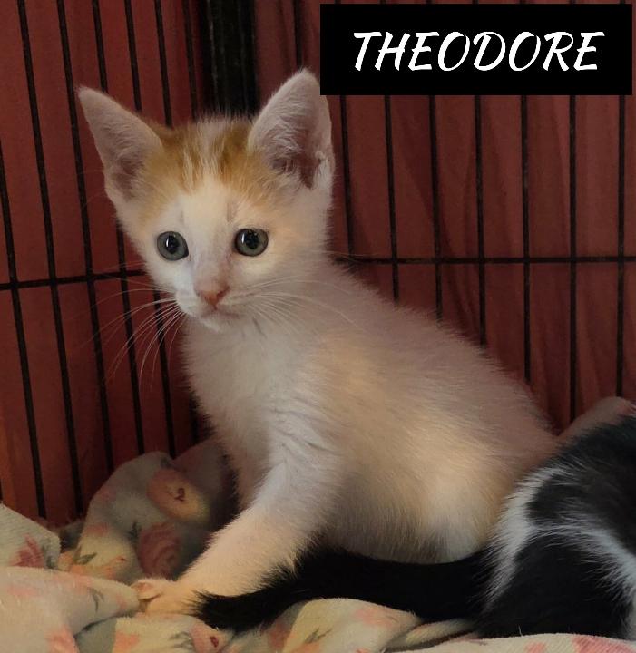 Theodore