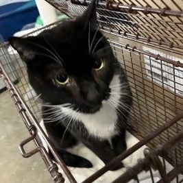 Jasper, adopted, Adult Male Domestic Short Hair.