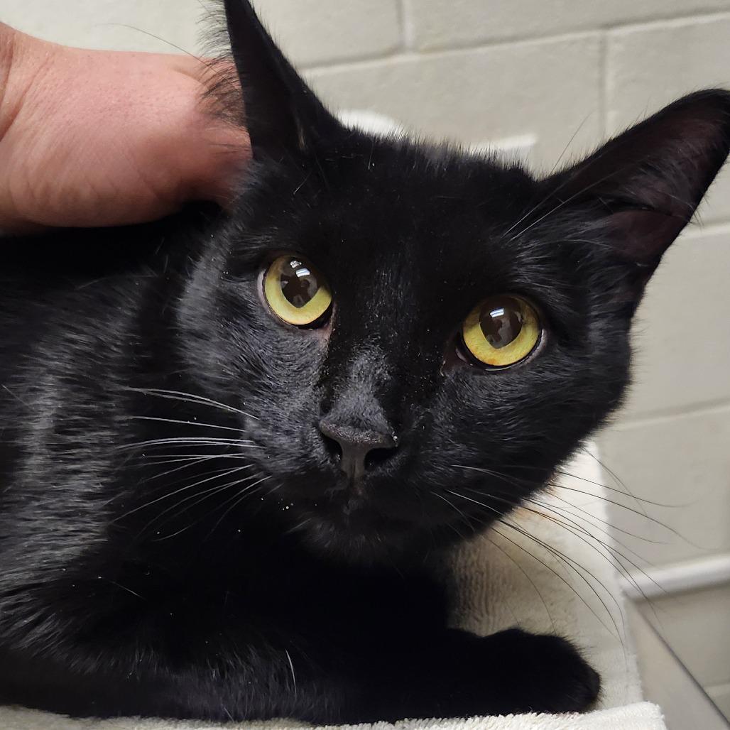 Burnt Toast, Adoptable, Adult Male Domestic Short Hair.