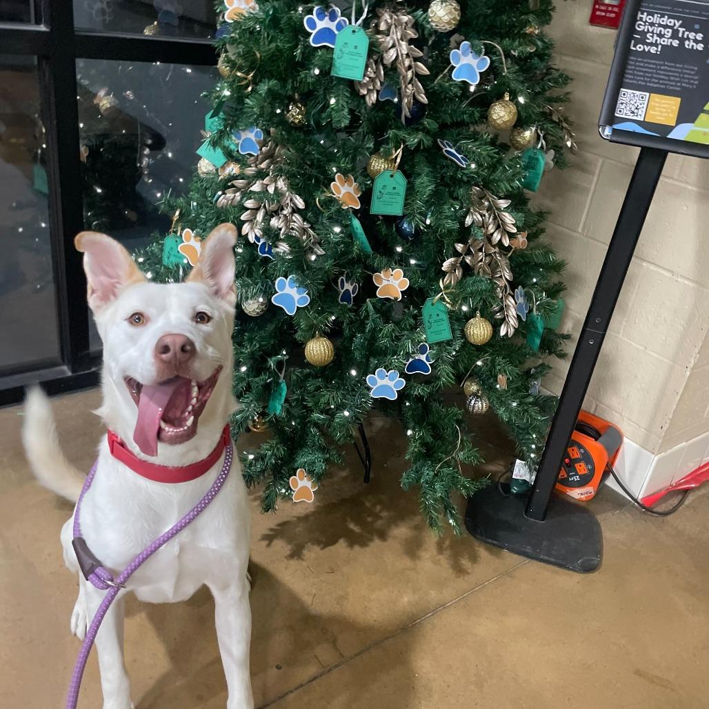 Enlarge Ollie, a Adoptable mixed breed in Riverside, CA image 2/6