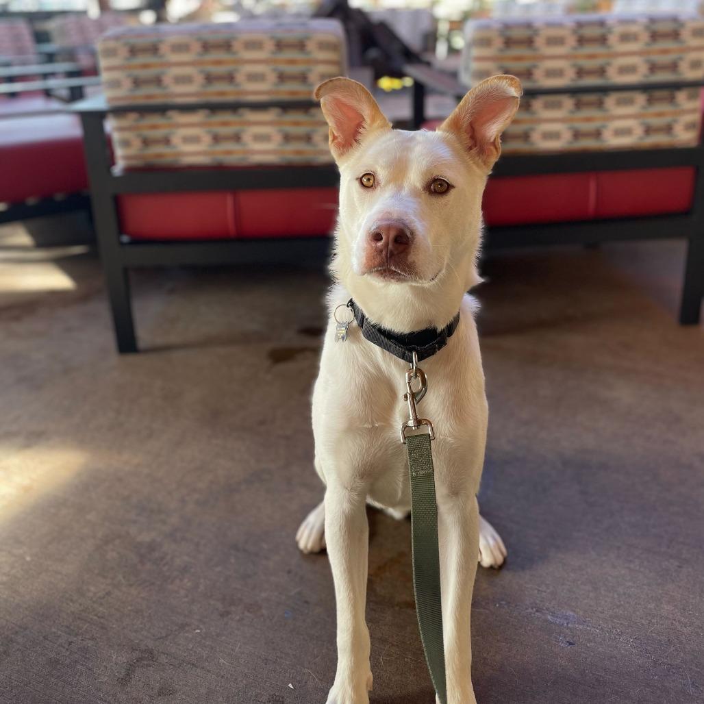 Enlarge Ollie, a Adoptable mixed breed in Riverside, CA image 1/6