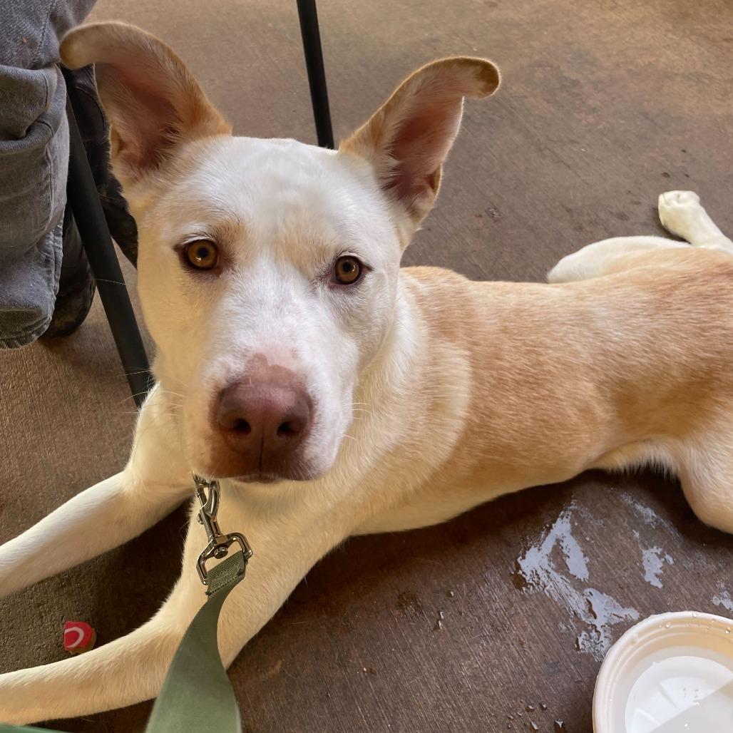 Enlarge Ollie, a Adoptable mixed breed in Riverside, CA image 2/6