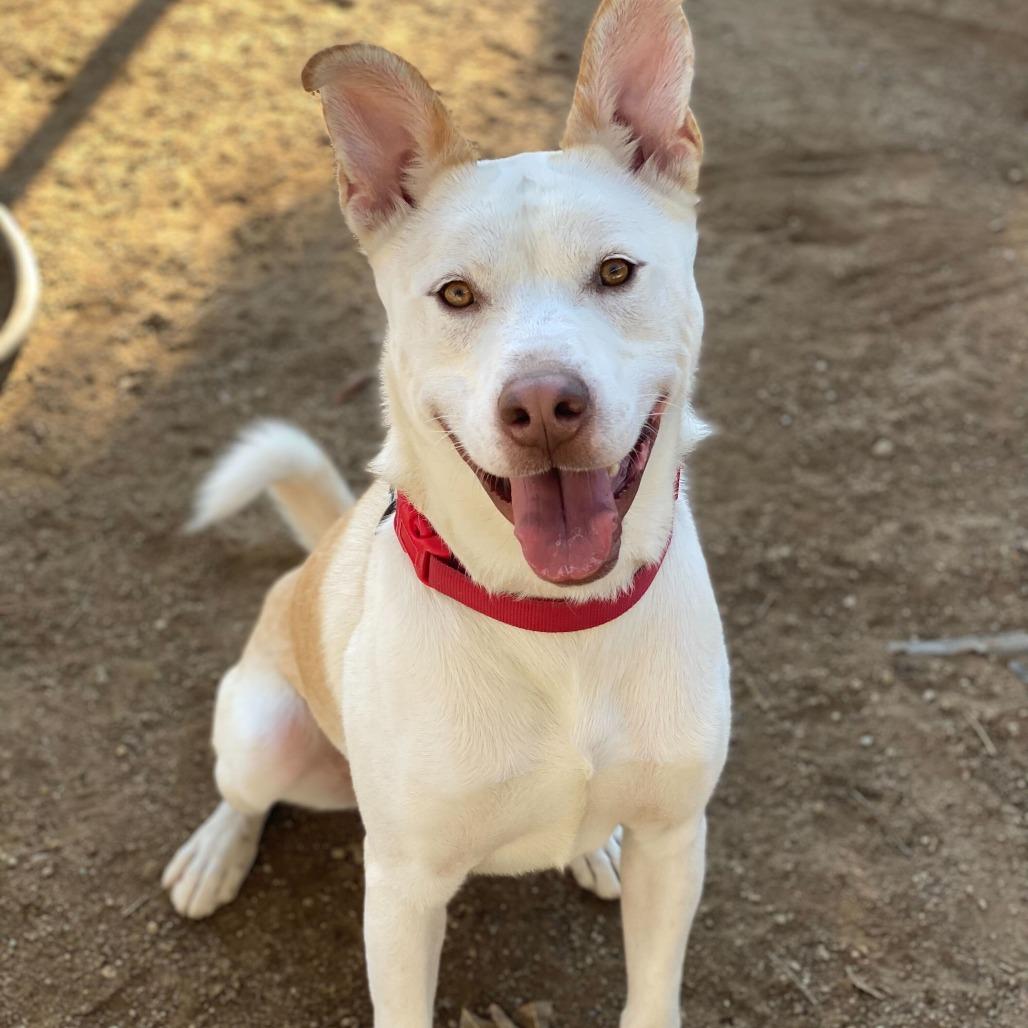 Enlarge Ollie, a Adoptable mixed breed in Riverside, CA image 3/6
