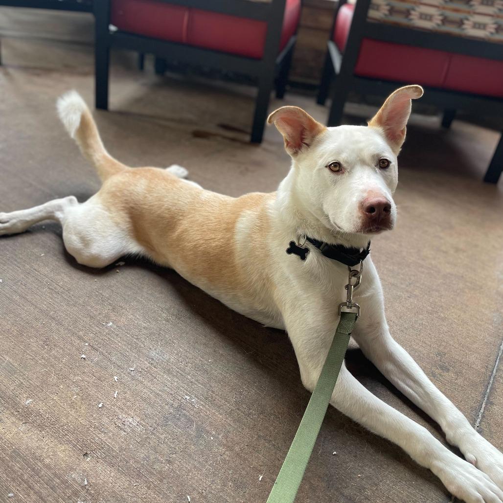 Enlarge Ollie, a Adoptable mixed breed in Riverside, CA image 5/6