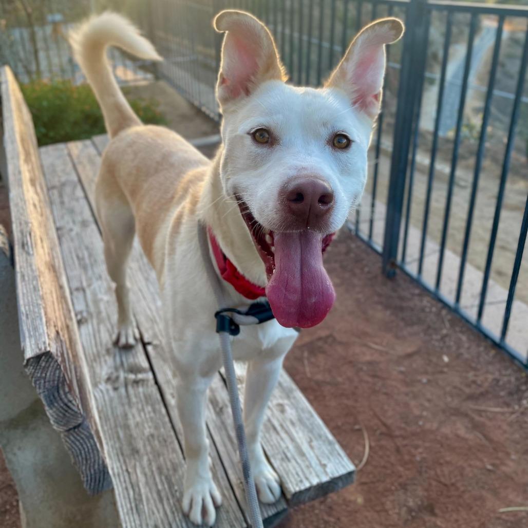 Enlarge Ollie, a Adoptable mixed breed in Riverside, CA image 3/6