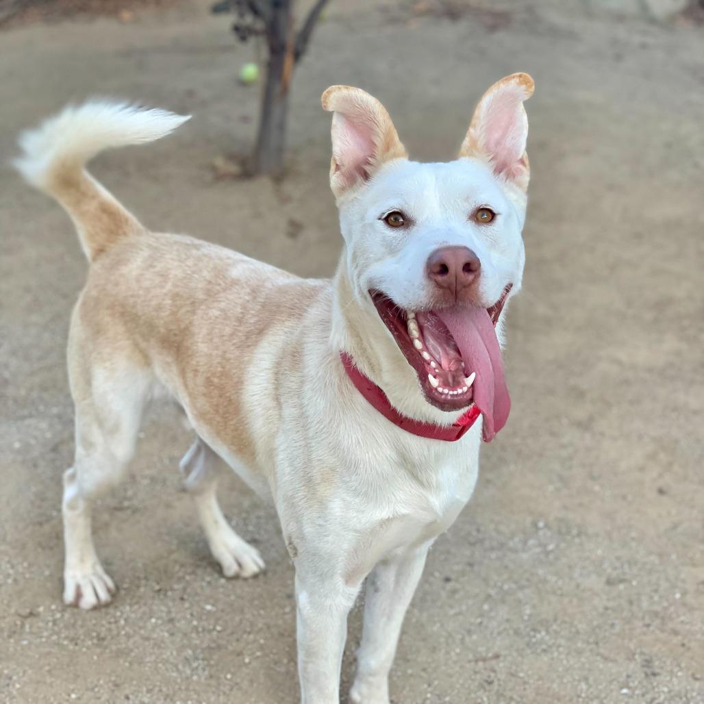 Enlarge Ollie, a Adoptable mixed breed in Riverside, CA image 4/6