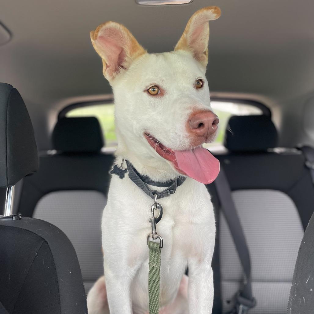 Enlarge Ollie, a Adoptable mixed breed in Riverside, CA image 6/6