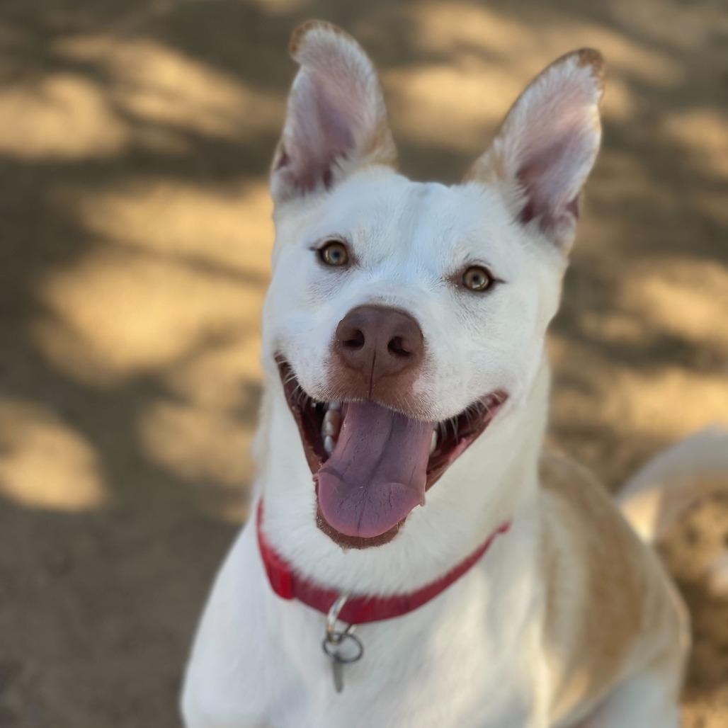 Enlarge Ollie, a Adoptable mixed breed in Riverside, CA image 5/6