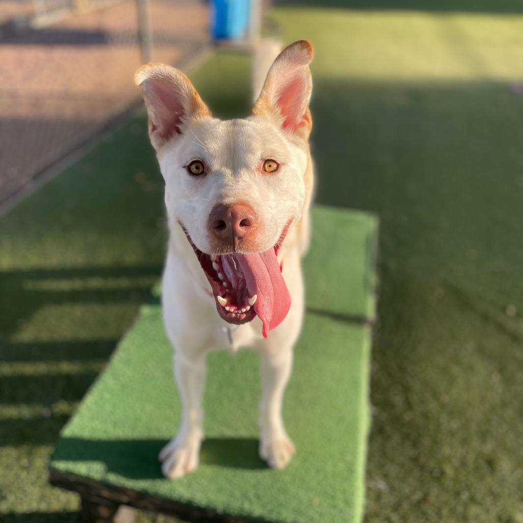 Enlarge Ollie, a Adoptable mixed breed in Riverside, CA image 6/6