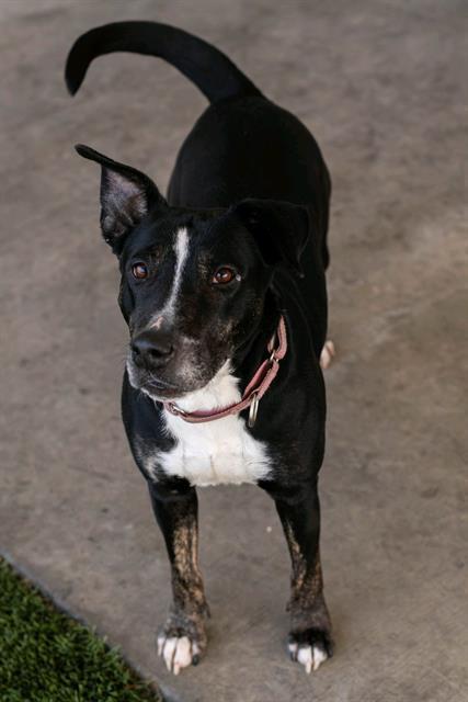 SHIRLEY, Adoptable, Adult Female Bull Terrier & Mixed Breed.