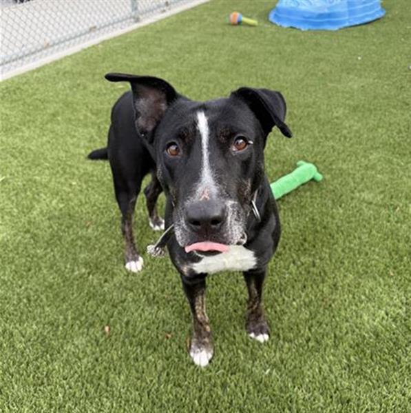 Enlarge SHIRLEY, a Adoptable mixed breed in Baytown, TX image 1/1