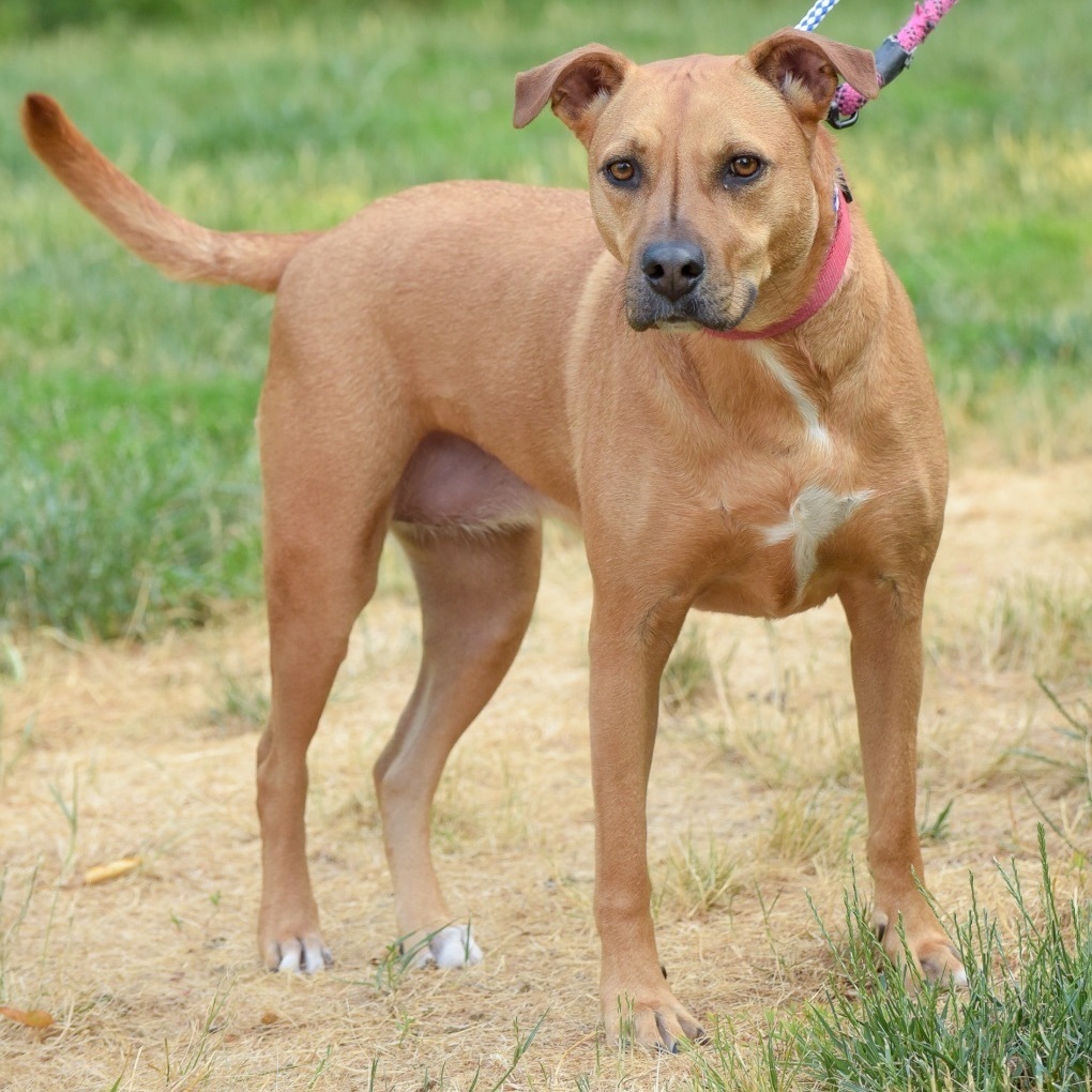 Enlarge Winnie, a Adoptable mixed breed in Lambertville, NJ image 1/4