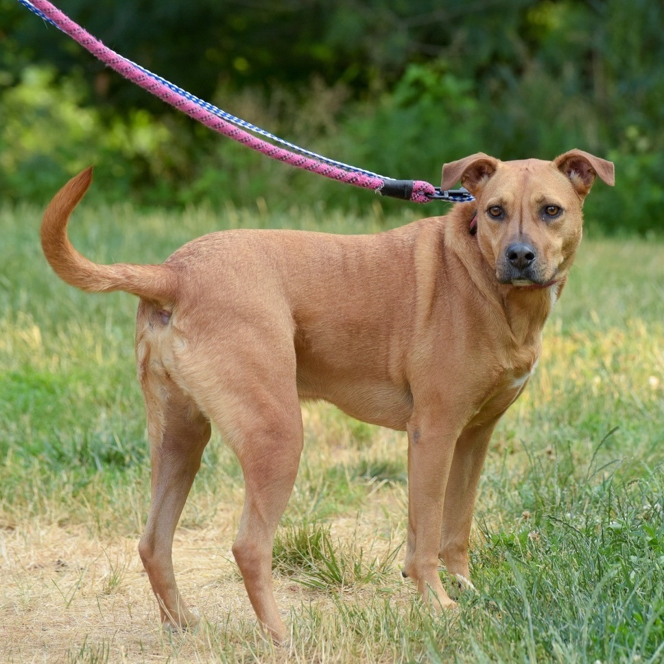 Enlarge Winnie, a Adoptable mixed breed in Lambertville, NJ image 3/4