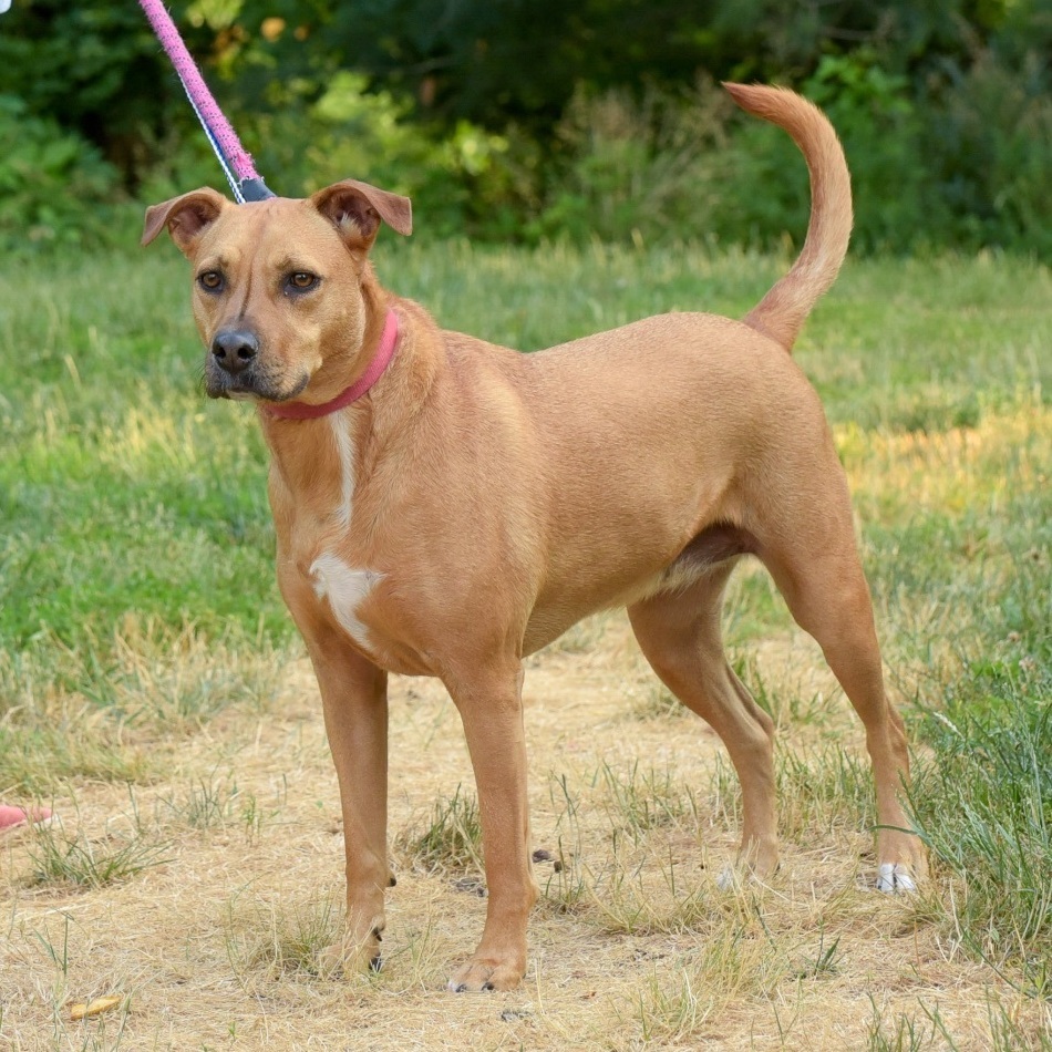 Enlarge Winnie, a Adoptable mixed breed in Lambertville, NJ image 4/4