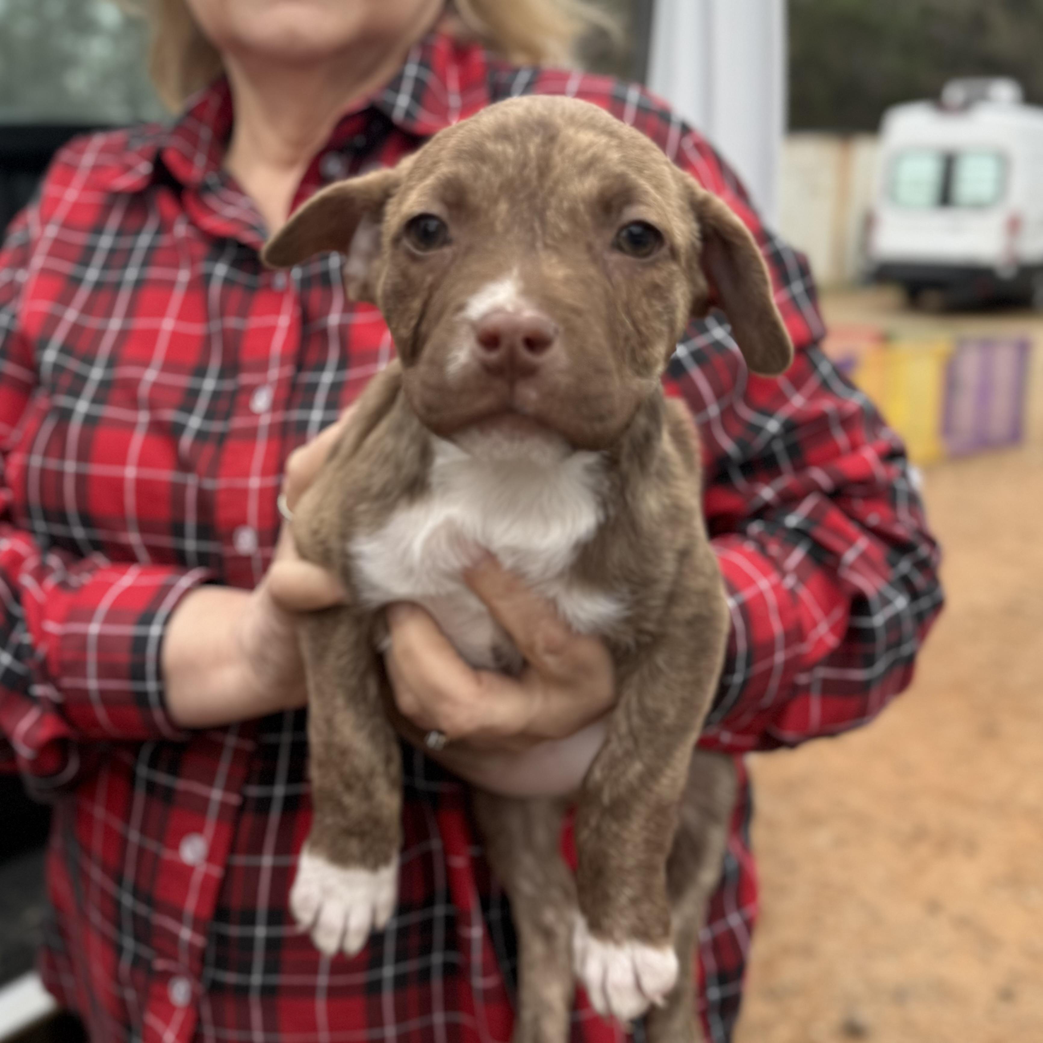 Roly Poly — thumbnail 2