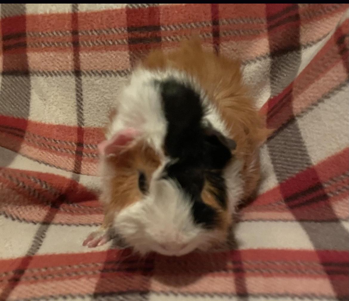 Daniel, a Adoptable Abyssinian in Berlin, CT image 1/2