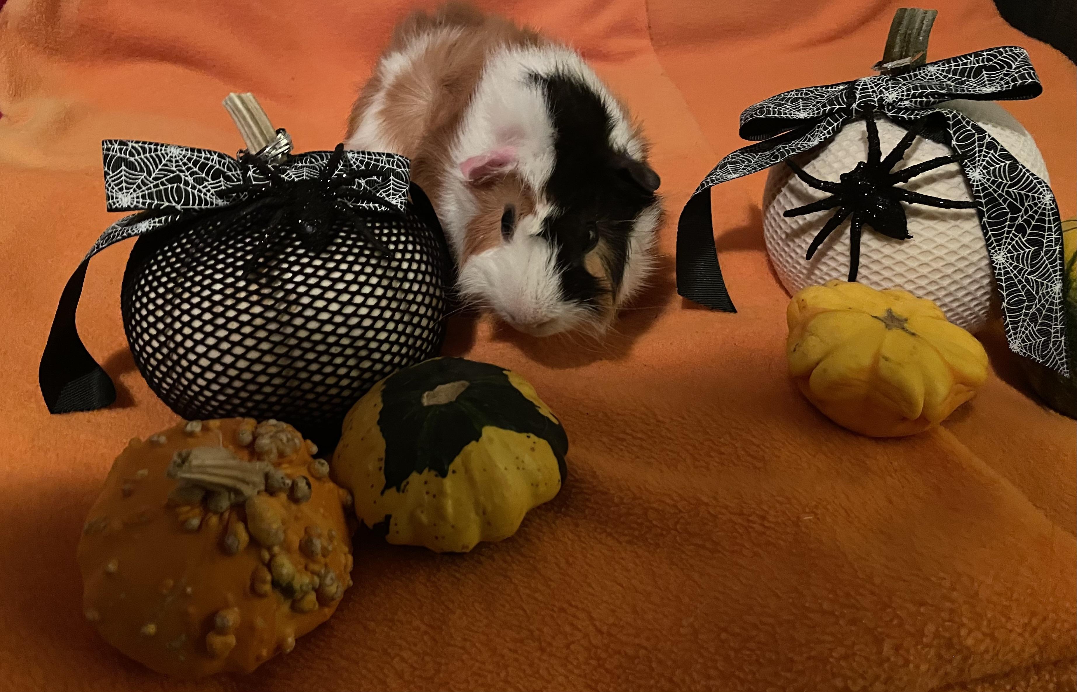 Daniel, a Adoptable Abyssinian in Berlin, CT image 2/2