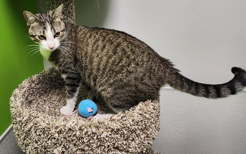 Enlarge Delirium, a Adoptable Domestic Short Hair in Jackson, TN image 1/6