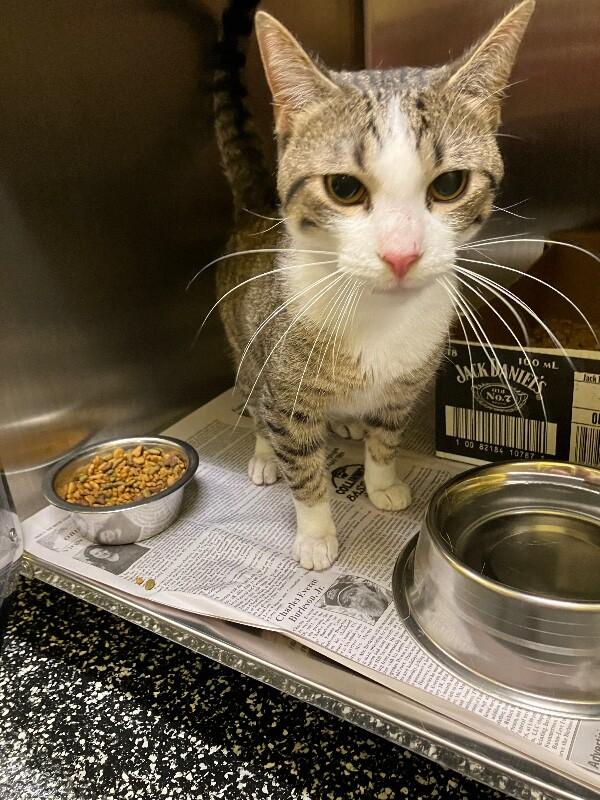 Enlarge Delirium, a Adoptable Domestic Short Hair in Jackson, TN image 2/6