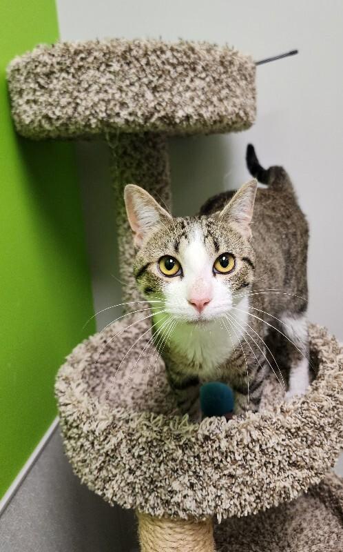 Enlarge Delirium, a Adoptable Domestic Short Hair in Jackson, TN image 3/6