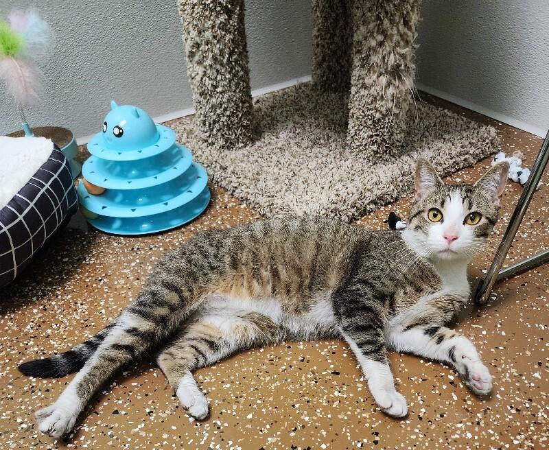 Enlarge Delirium, a Adoptable Domestic Short Hair in Jackson, TN image 4/6