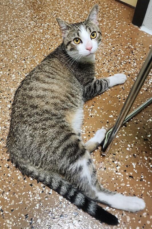 Enlarge Delirium, a Adoptable Domestic Short Hair in Jackson, TN image 5/6