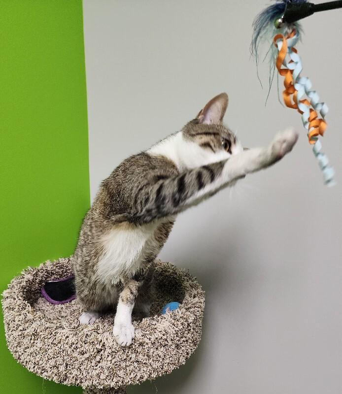 Enlarge Delirium, a Adoptable Domestic Short Hair in Jackson, TN image 6/6