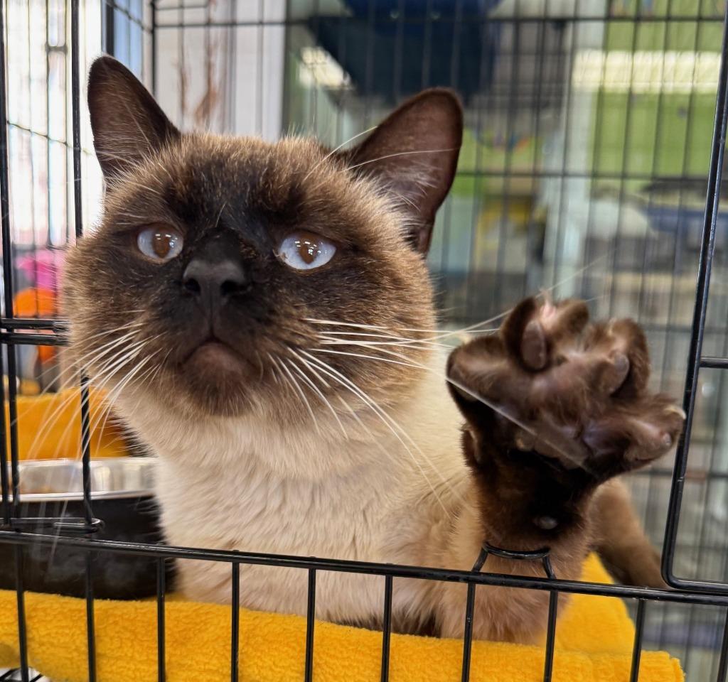 Jim, Adopted, Adult Male Siamese & Domestic Short Hair.