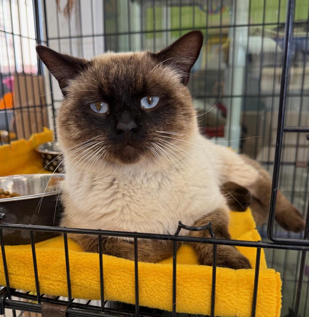 Enlarge Jim, a Adopted mixed breed in Lemoore, CA image 2/2
