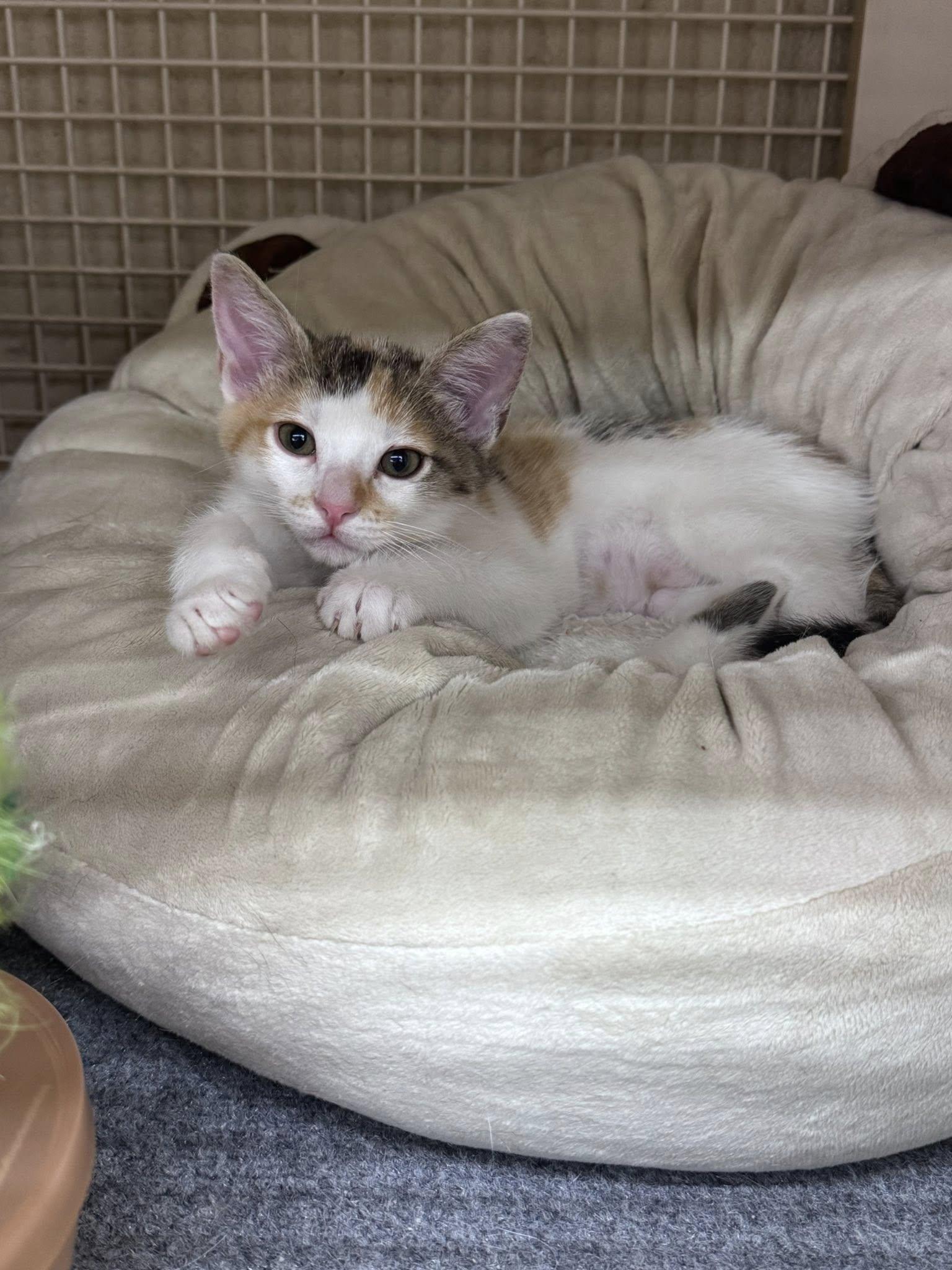 Clover, adopted, Kitten Female Domestic Short Hair.
