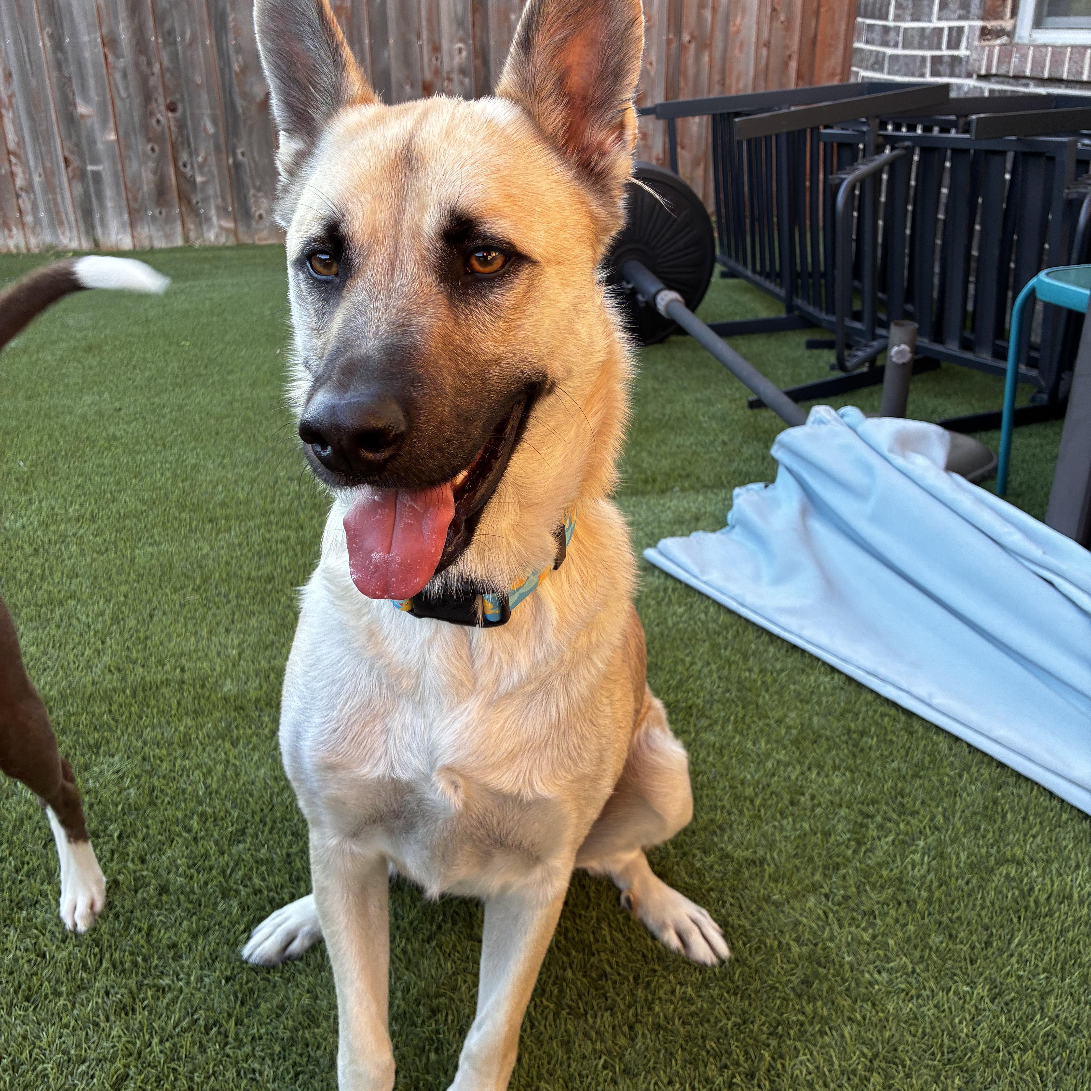 Enlarge Echo, a Adoptable Shepherd in Haverhill, MA image 3/6
