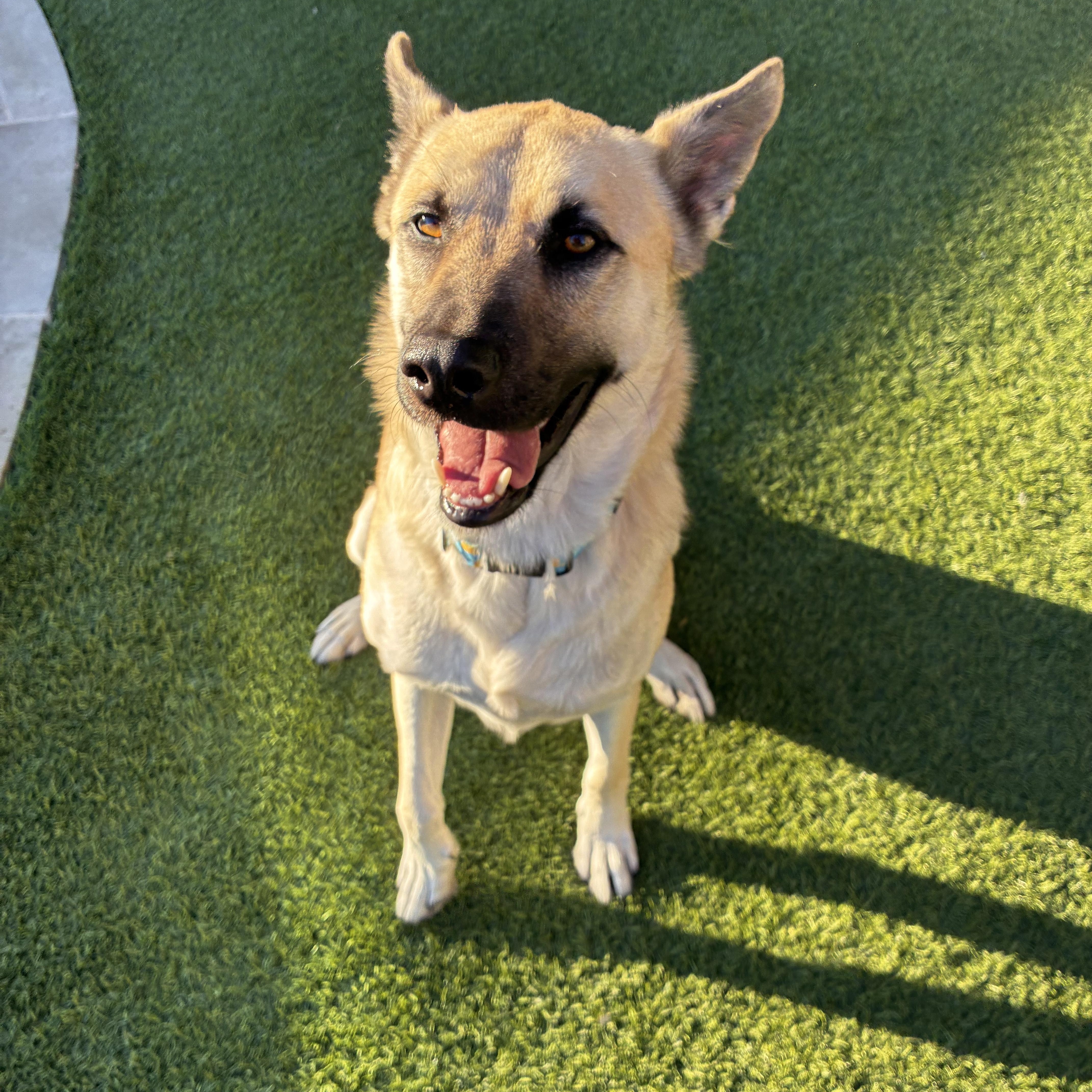 Echo, Adoptable, Adult Male Shepherd.