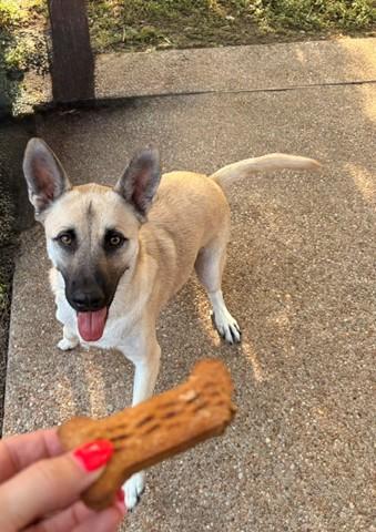 Enlarge Echo, a Adoptable Shepherd in Haverhill, MA image 6/6