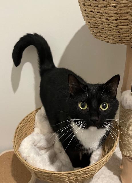 KOWALSKY, Adoptable, Adult Male Domestic Short Hair.