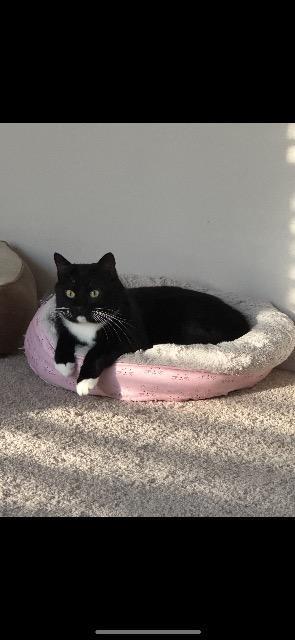 Enlarge KOWALSKY, a Adoptable mixed breed in Athens, AL image 2/5